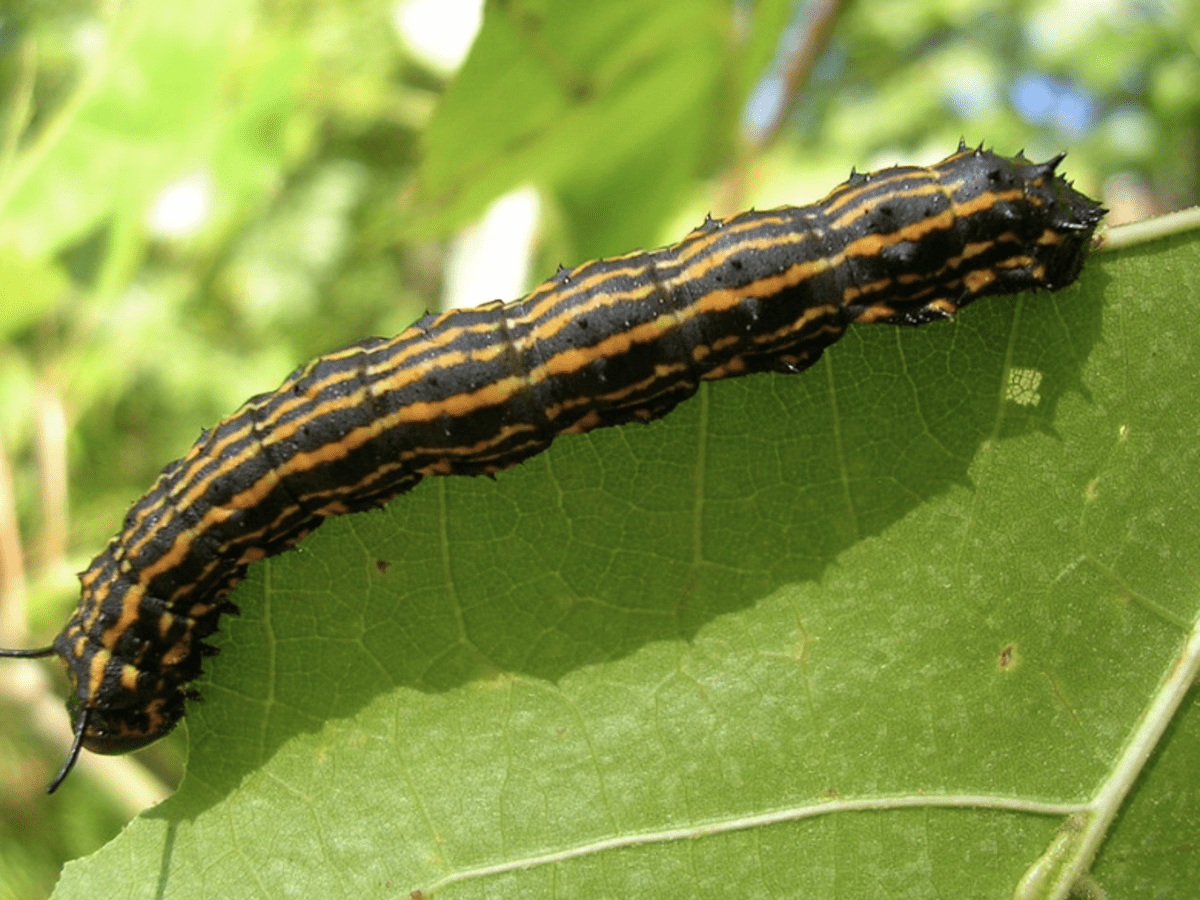 Striped Caterpillars: An Identification Guide (With Photos) - Owlcation