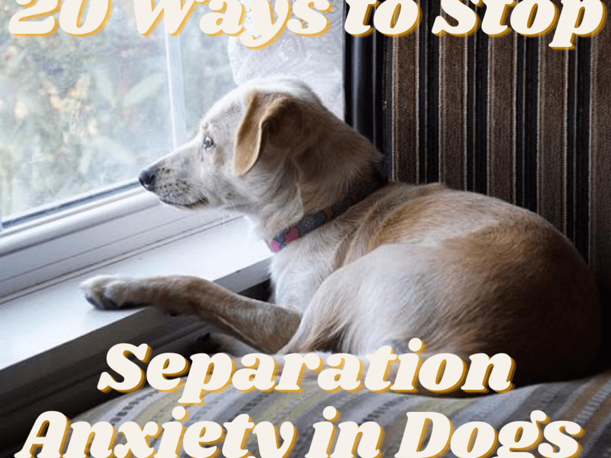 do dogs grow out of separation anxiety