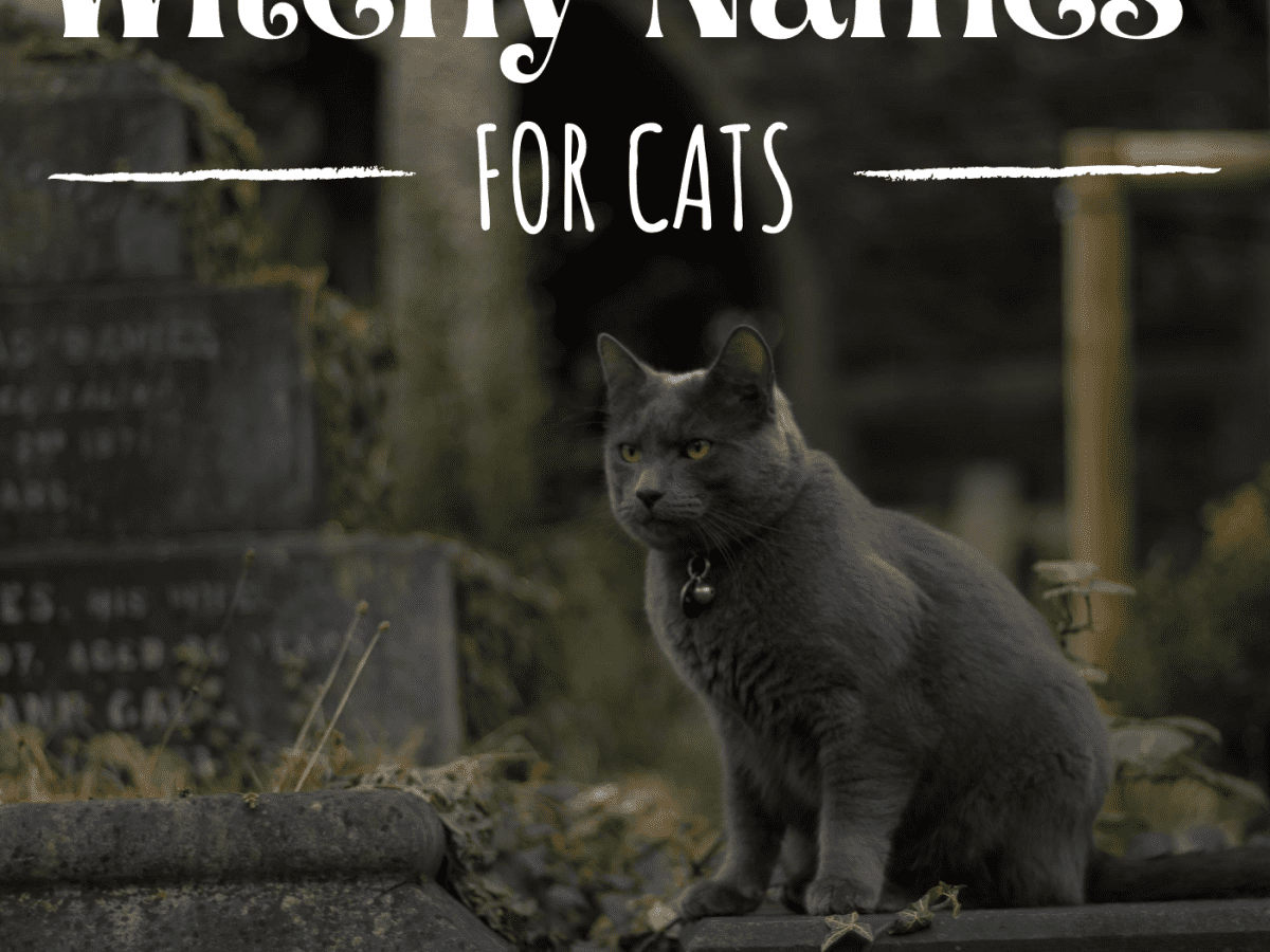 110 Unique Witch Names For Cats From History And Literature Pethelpful