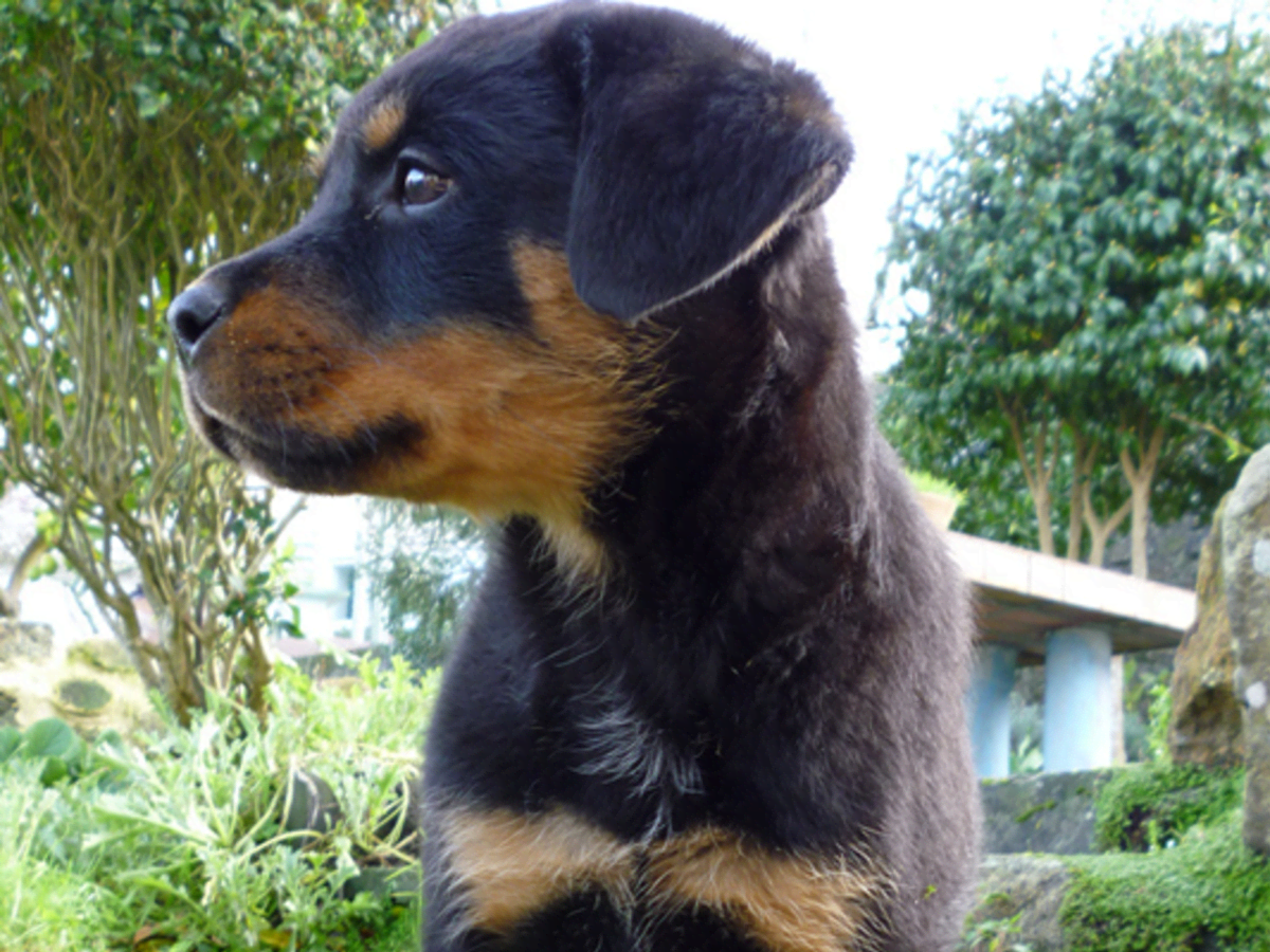 how big should a female rottweiler be at 8 months