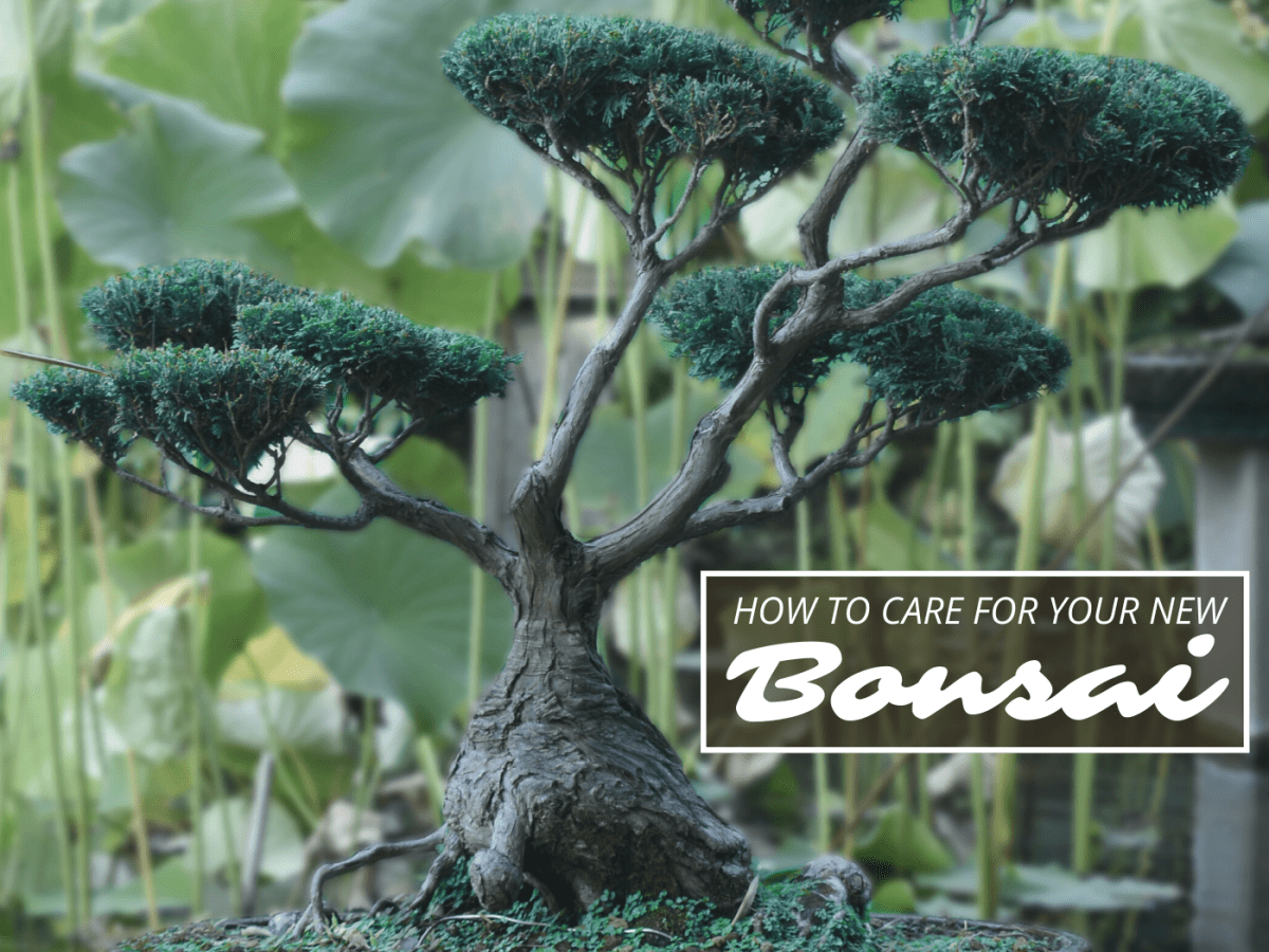 How to Take Care of a Bonsai Tree   Dengarden