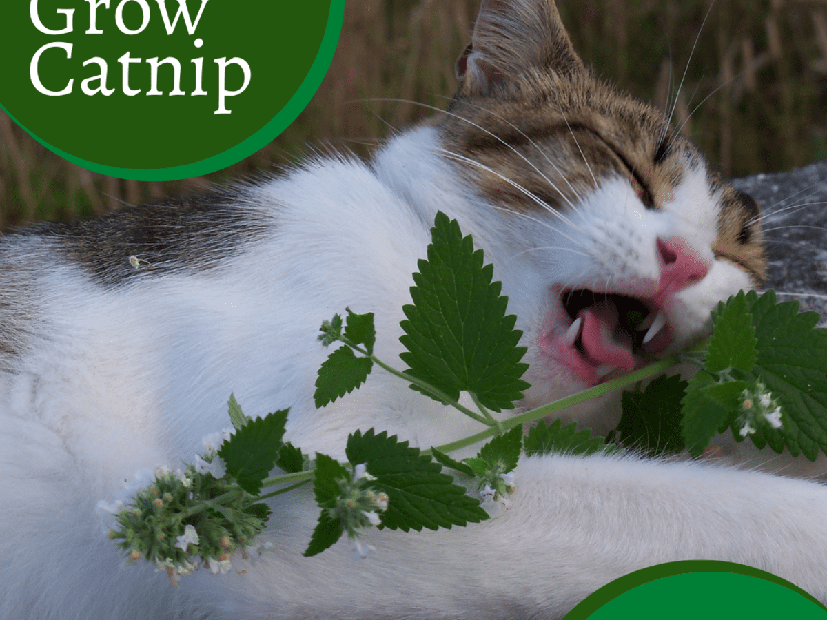 complete guide to growing catnip