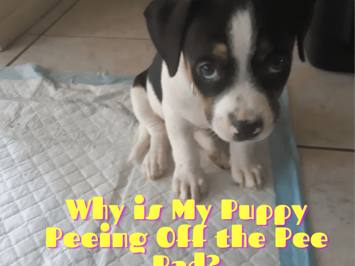 does female dogs pee stink