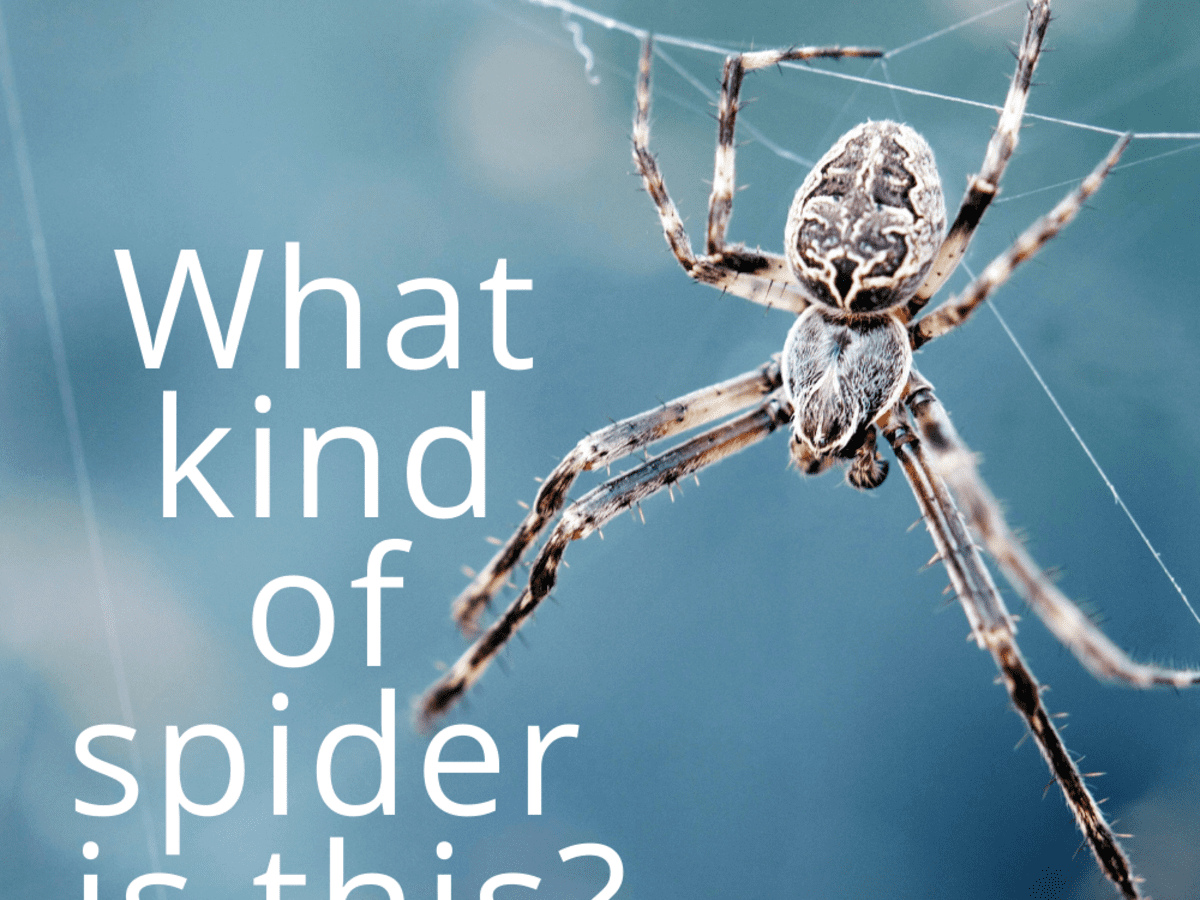 Spider Identification Guide (With Photos) Owlcation