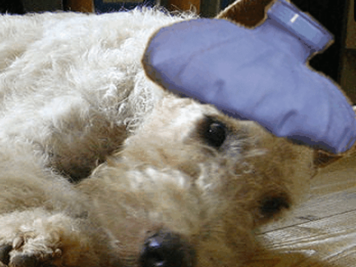 colloidal silver for puppies with parvo