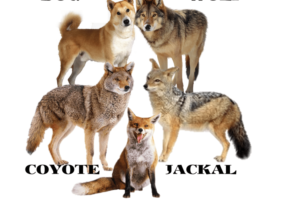 can jackals breed with dogs