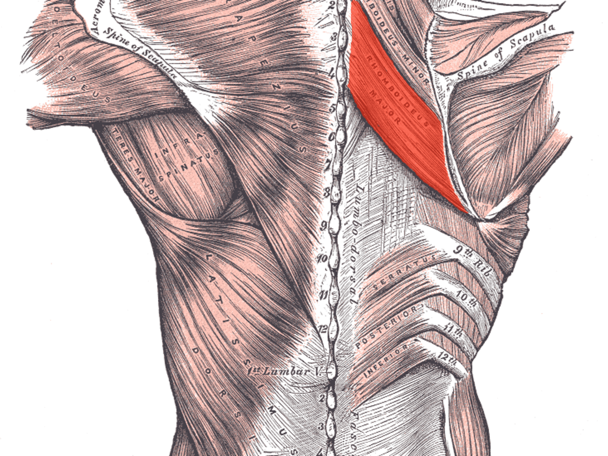 Pectoralis Major Muscle: Chest, Shoulder, Upper Back, Arm, Hand Pain - The  Wellness Digest
