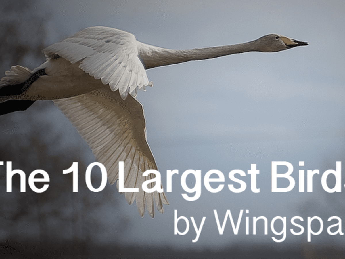Top 10 Largest Birds On Earth Wingspans Hubpages