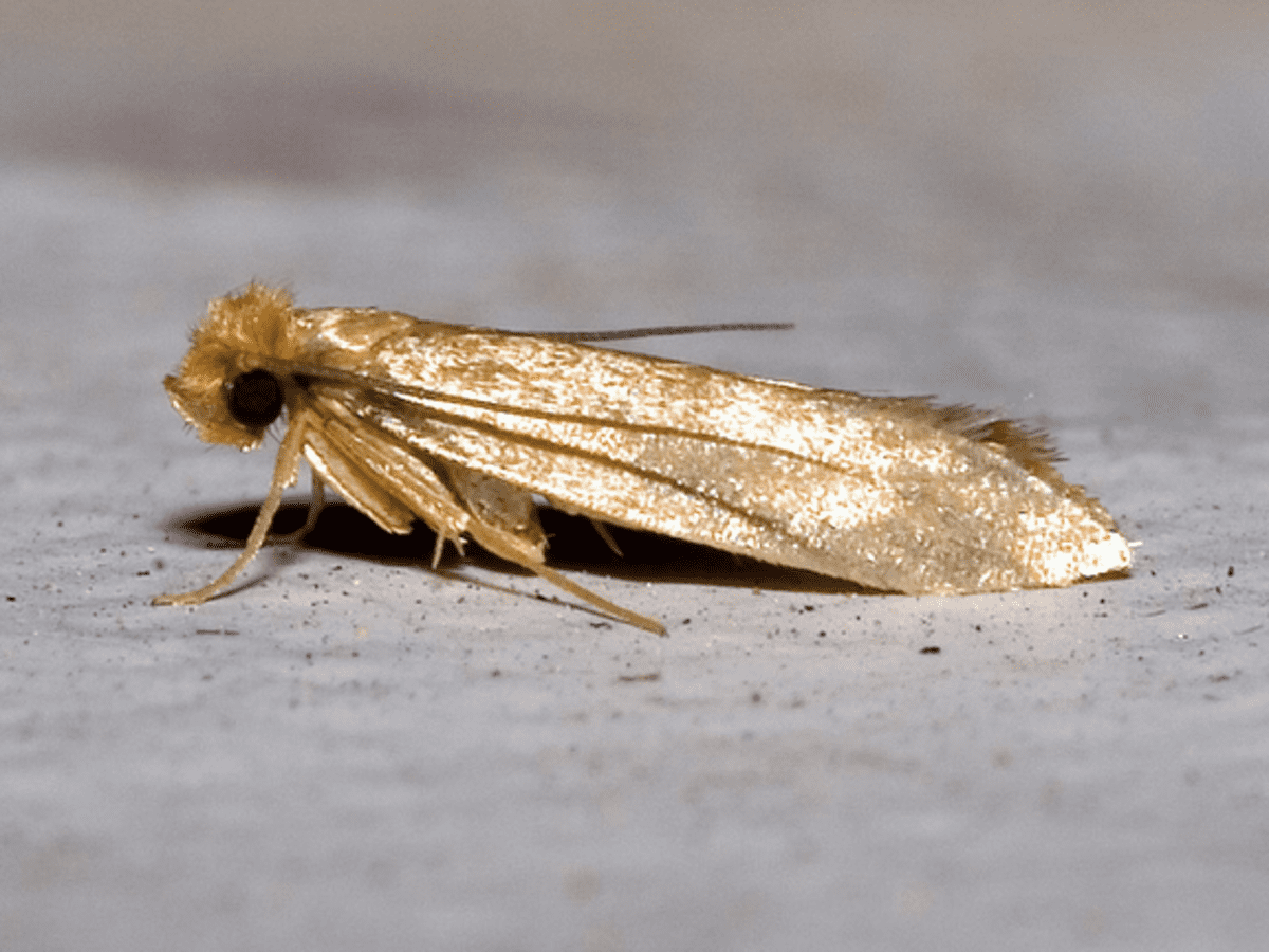 How To Get Rid Of Moths At Home – Lavender Hill Clothing