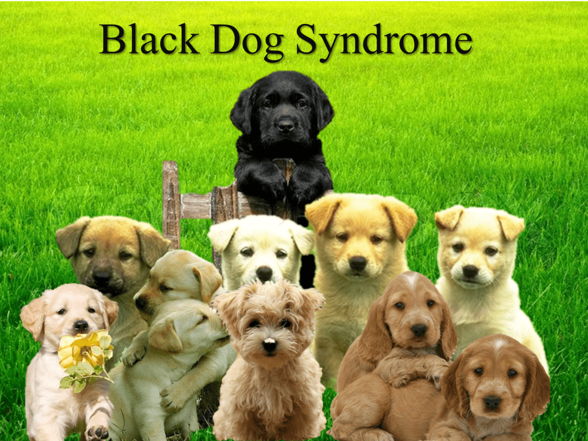 what does the phrase black dog mean