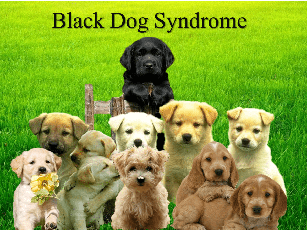 black dog syndrome is it real