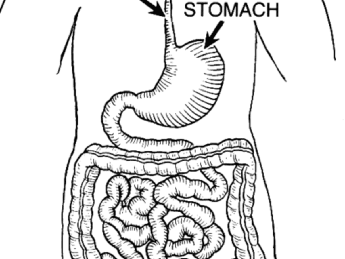 Human Digestive system diagram step by step - YouTube