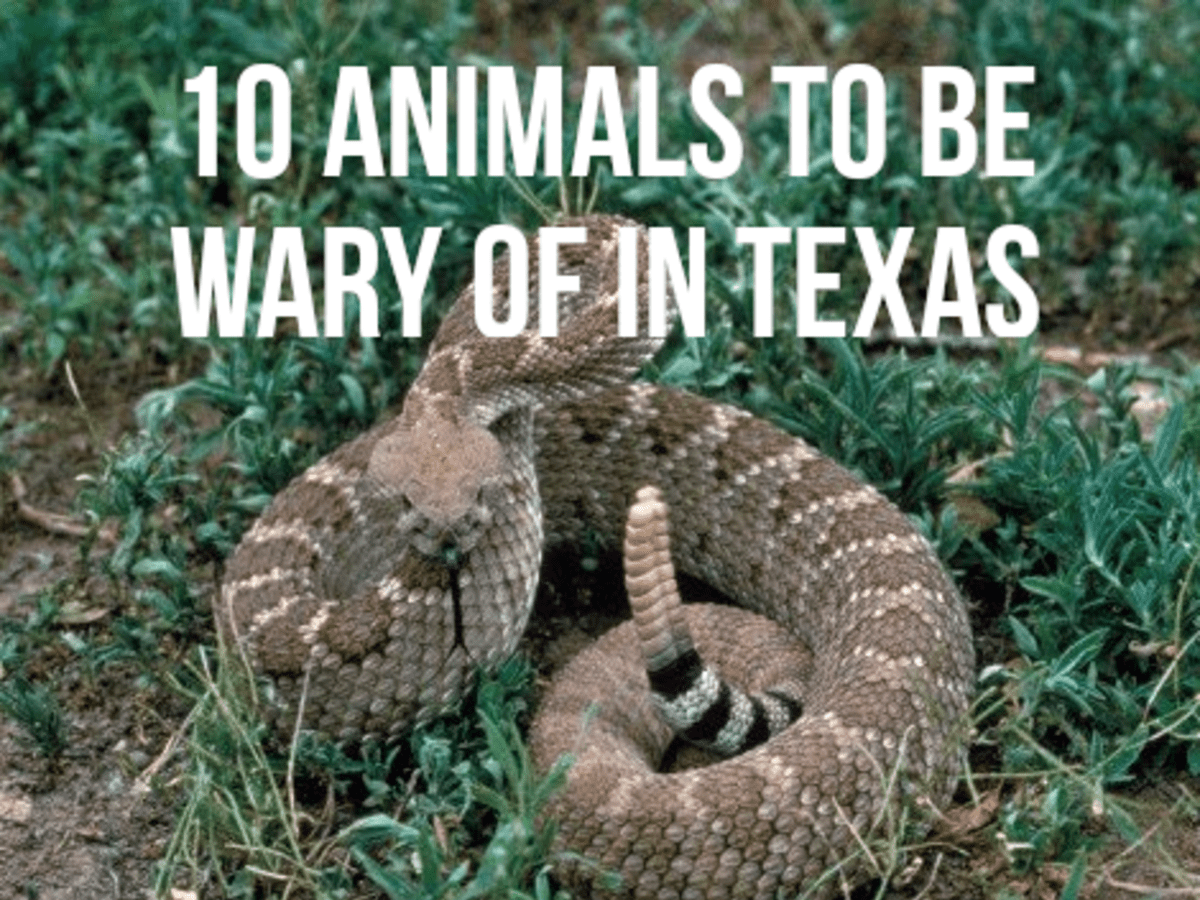Top 10 Most Dangerous Animals in Texas - HubPages