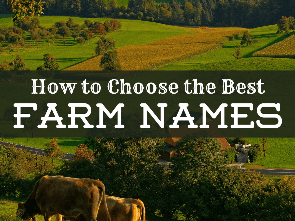 A Guide to Choosing the Best Farm Names - ToughNickel