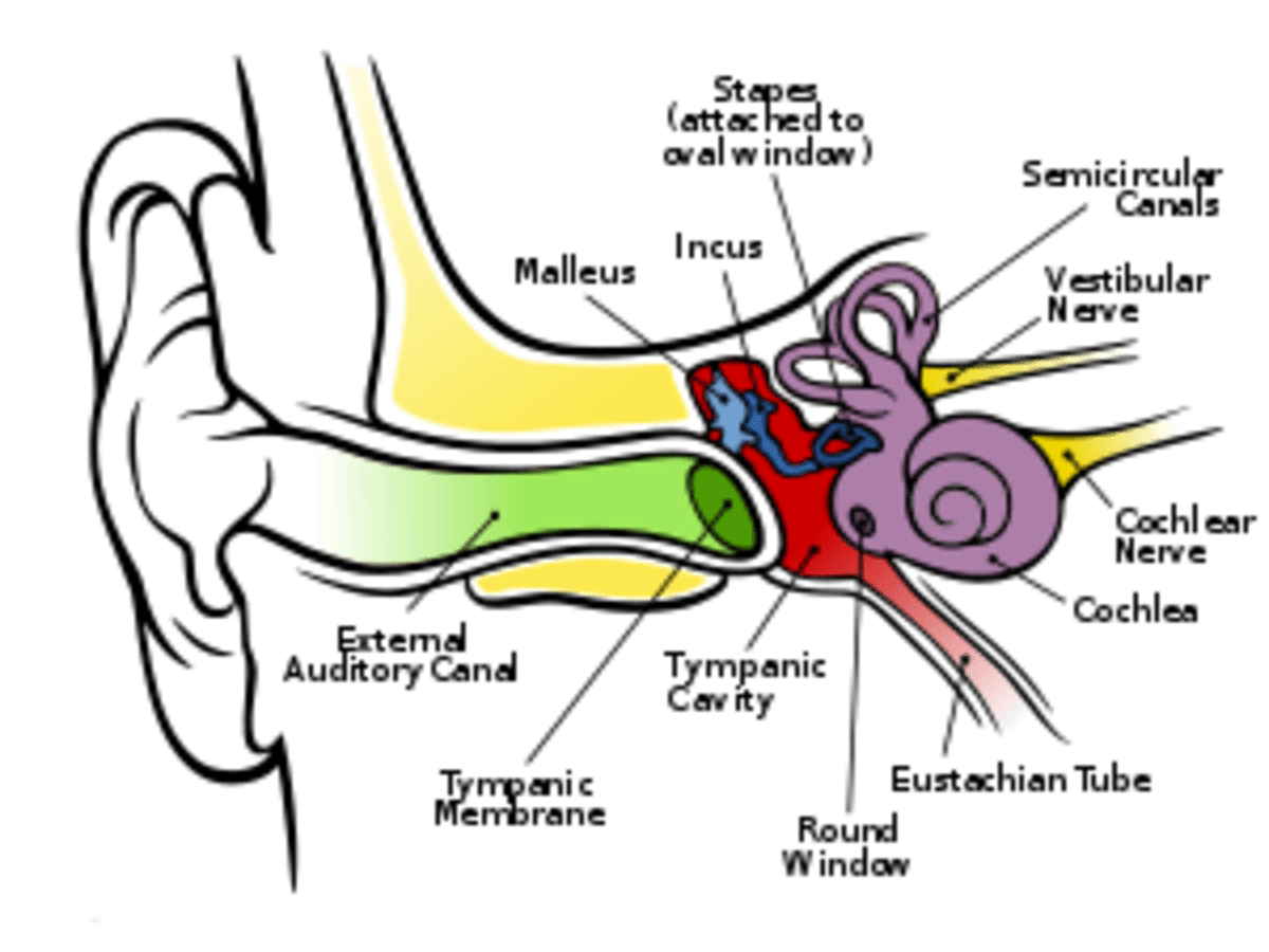 Swollen Ear Canal: Common Causes, Symptoms, and Treatment Options