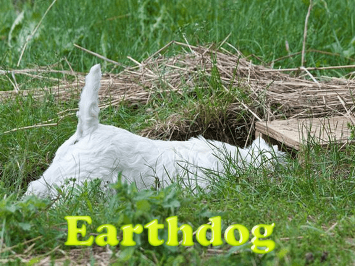 what is an earth dog