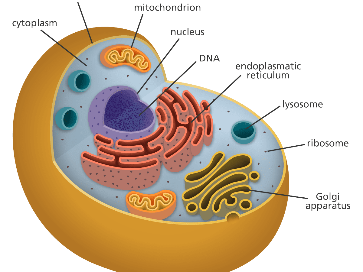 The Cell: Theory & Structure - HubPages