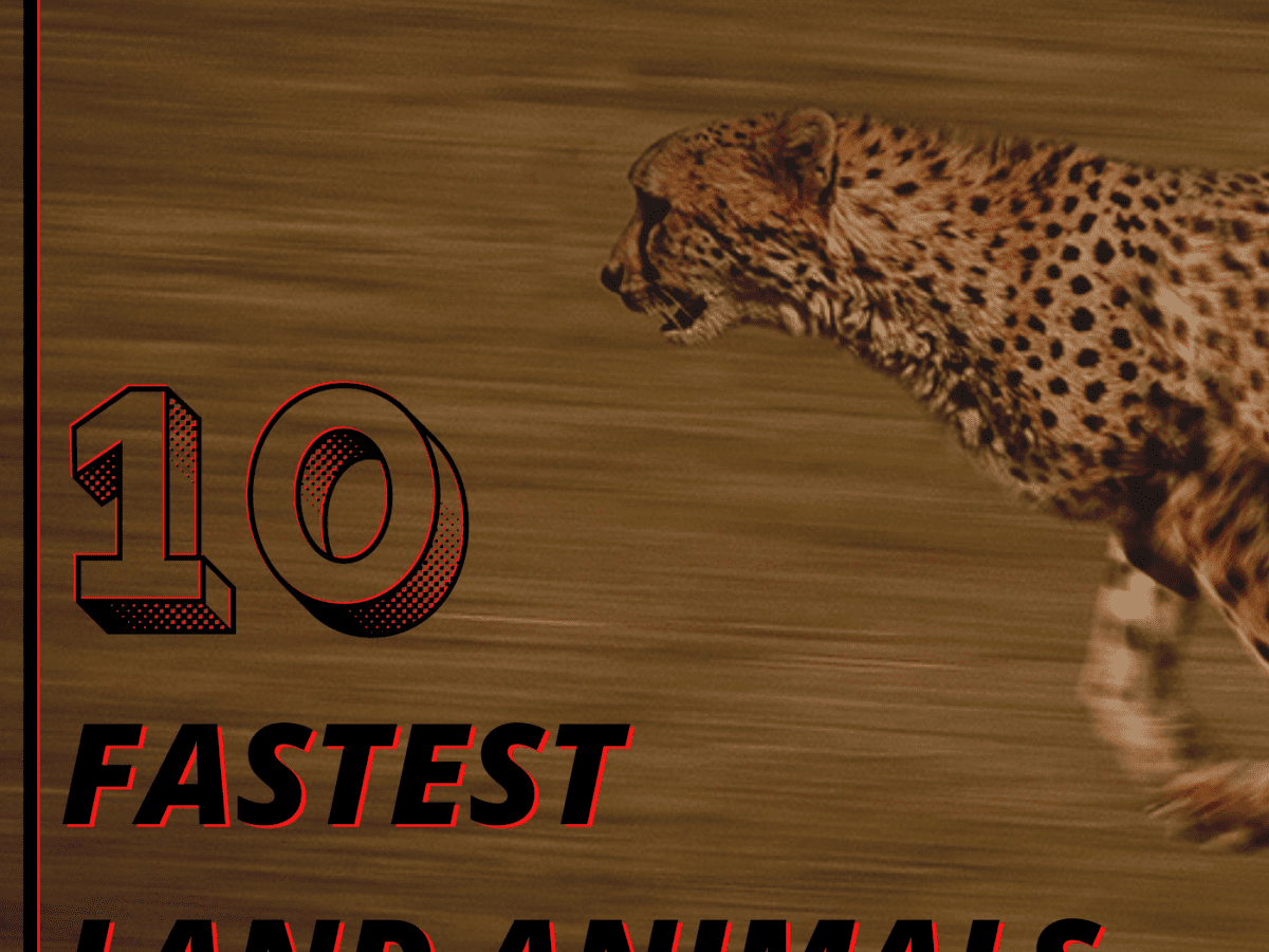 The Top 10 Fastest Land Animals in the World - Owlcation