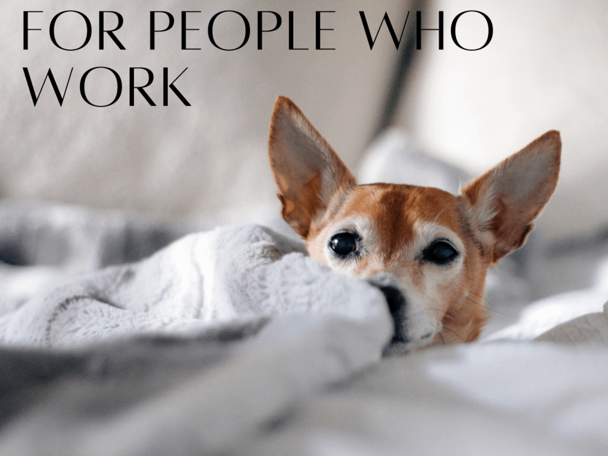 The 7 Best Dog Breeds for Someone Who Works All Day - PetHelpful