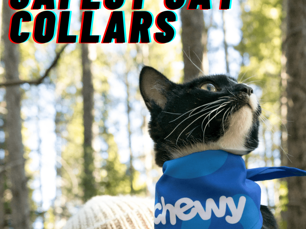 safe cat collars