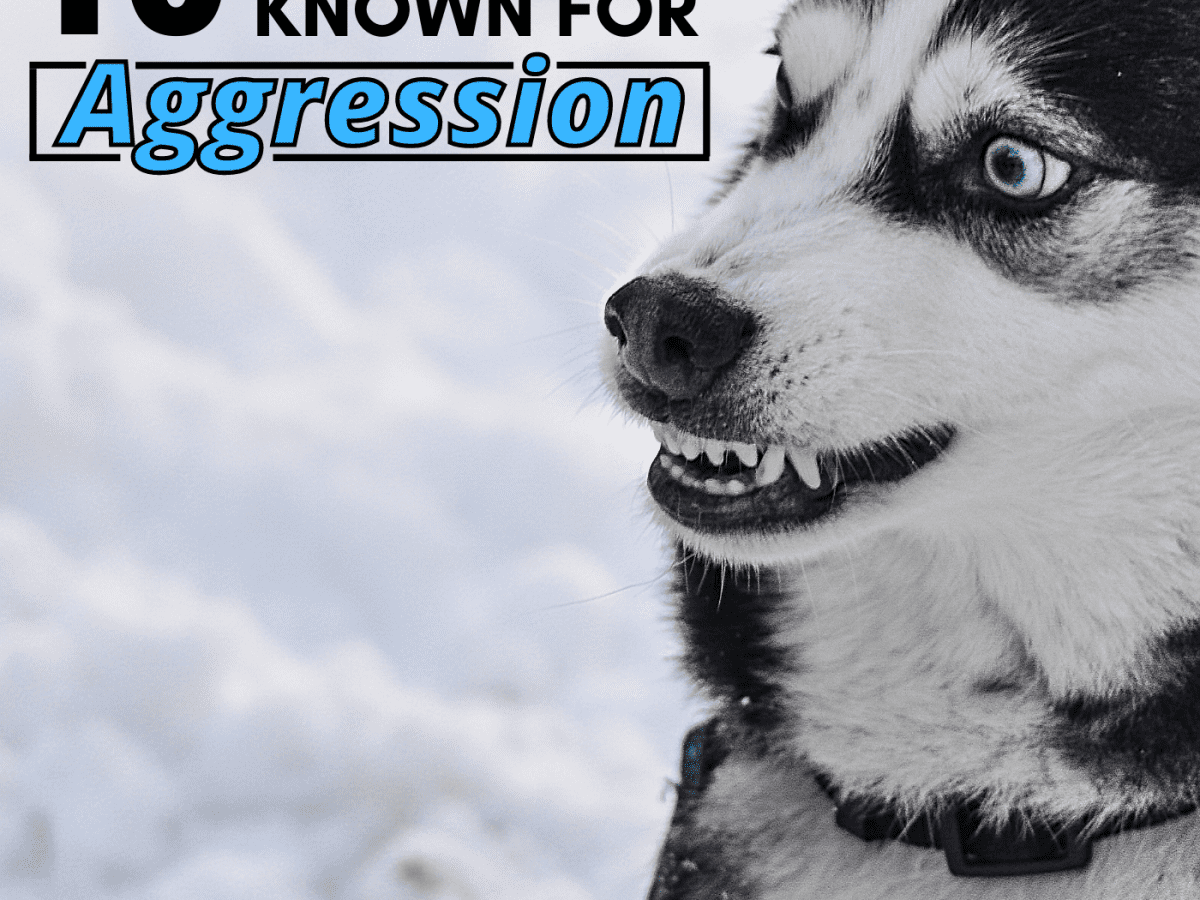 10 Most Aggressive Dog Breeds Temperament Ratings And Information Pethelpful