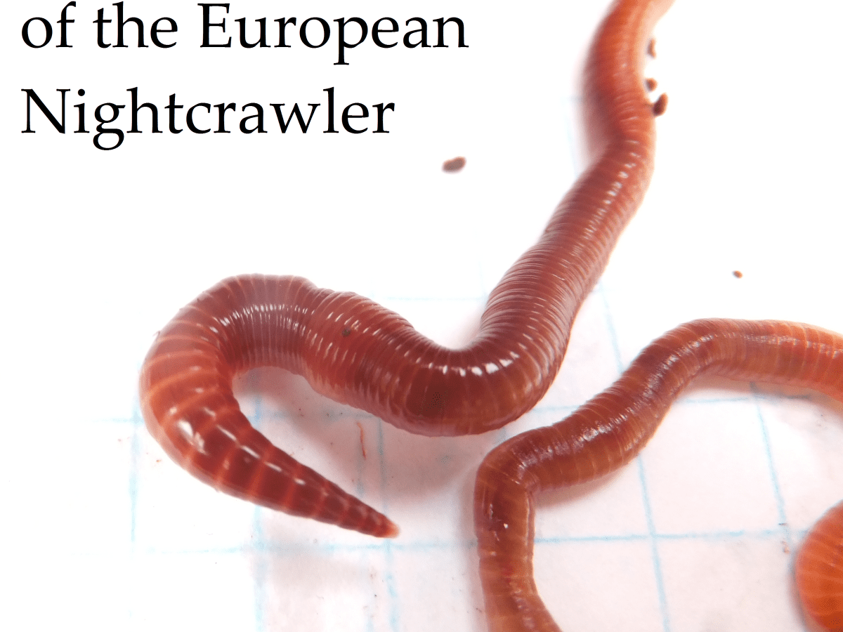 Details about   Super Red European Nightcrawlers500 Guaranteed LiveFor Compost & Fishing 