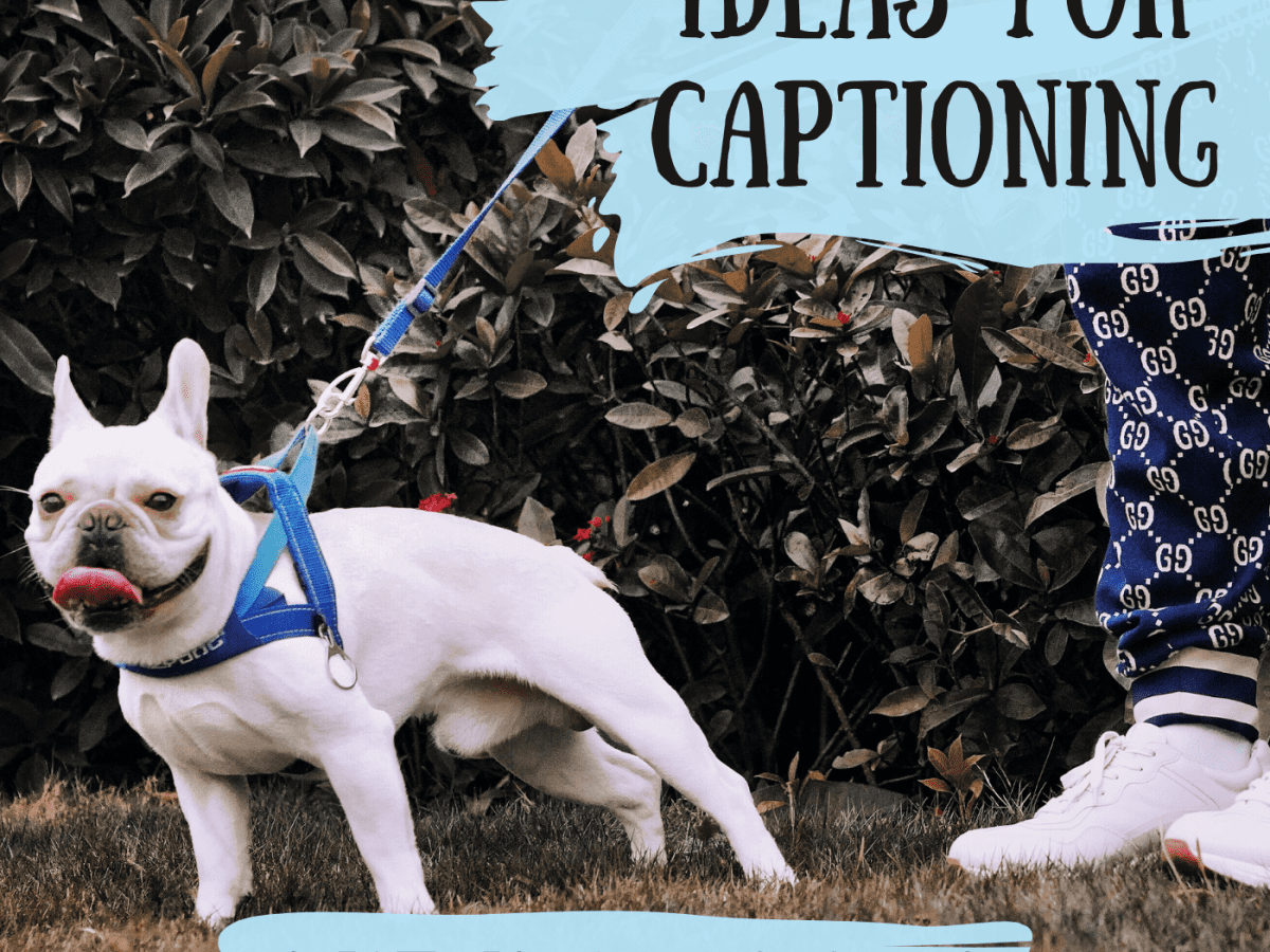 100 Best Captions For Selfies With Dogs Turbofuture