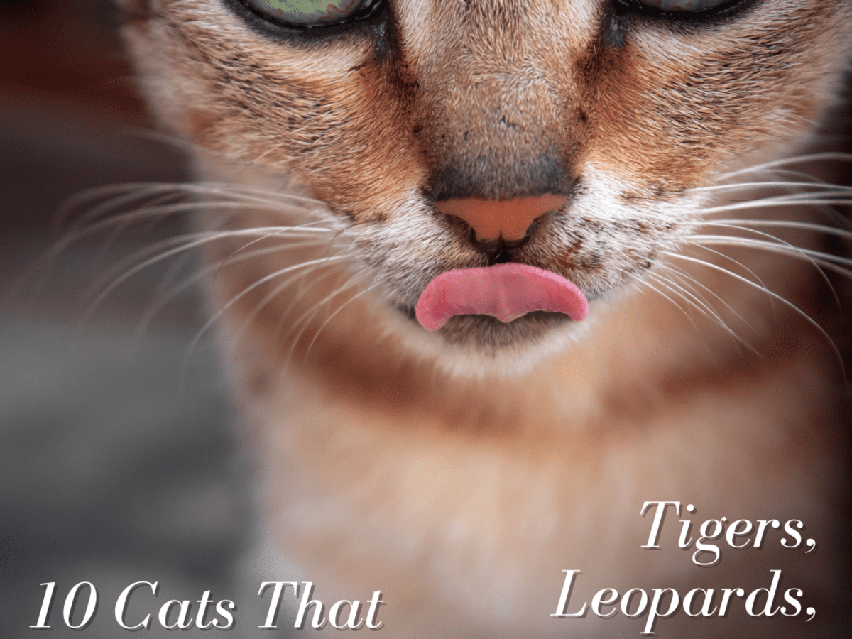 10 Cats That Look Like Tigers Leopards And Cheetahs Pethelpful