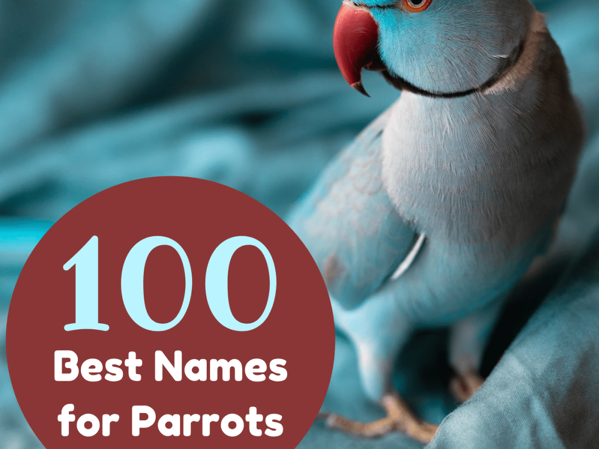 What Are Good Parrot Names? 100 Name 
