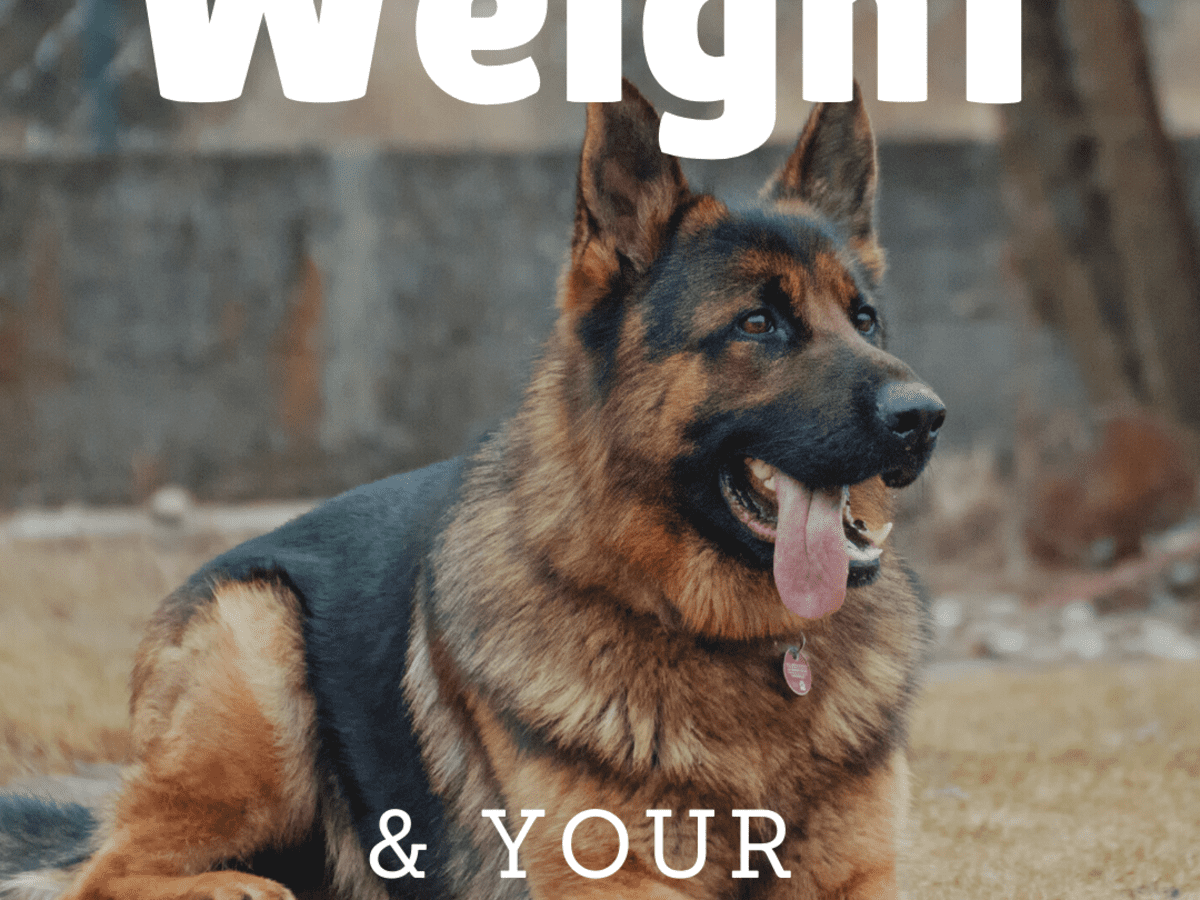 can a german shepherd weight 100 pounds