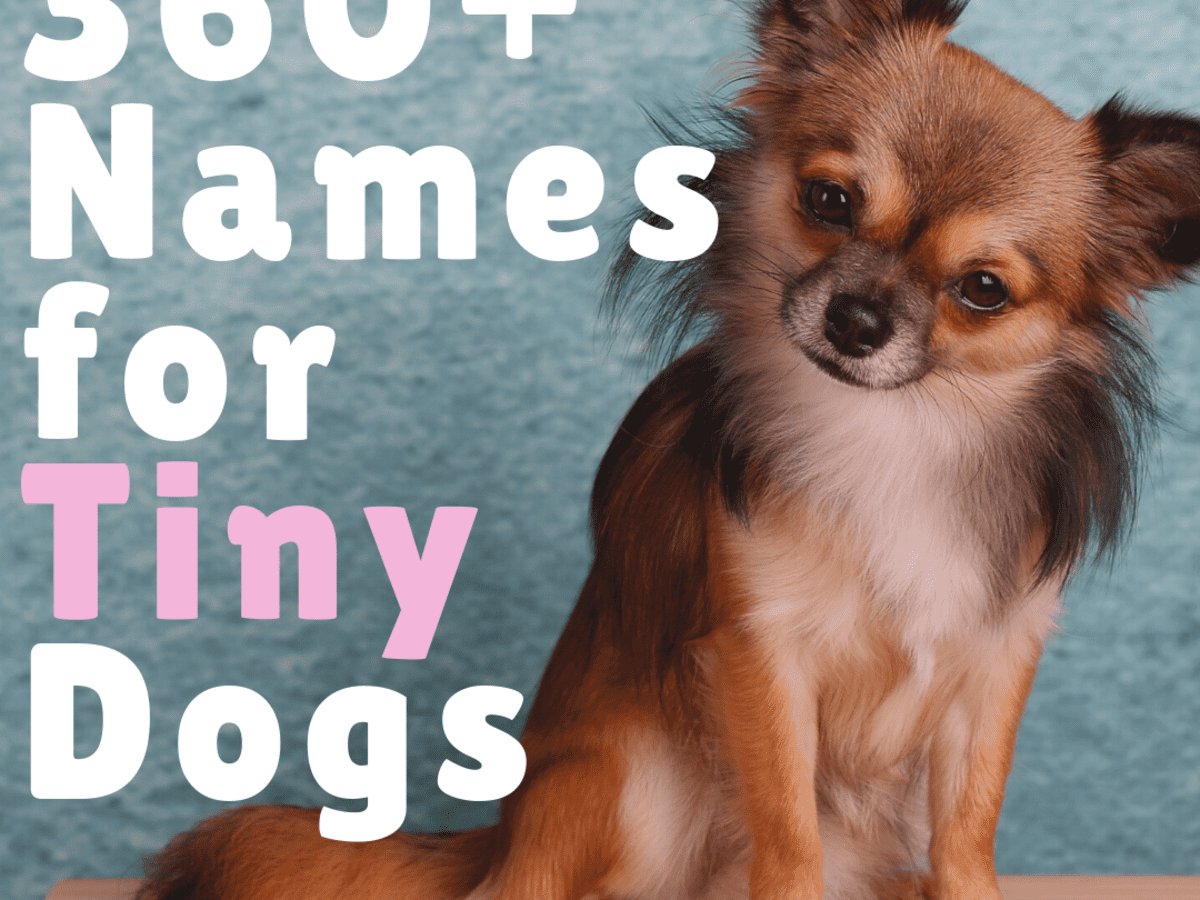 360 Cute Small Dog Names For Girl And Boy Dogs With Meanings Pethelpful