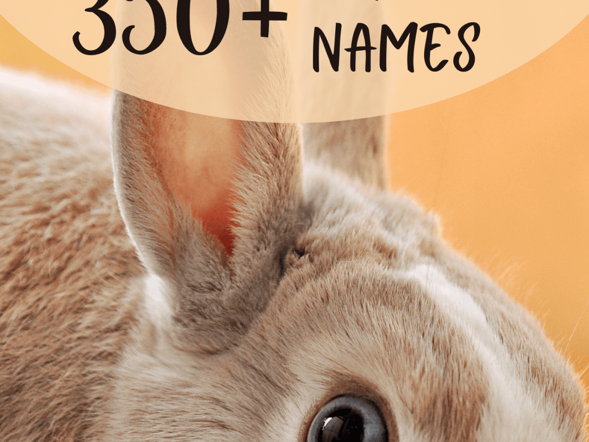 Download 350 Bunny Names For Your Floppy Eared Friend Pethelpful