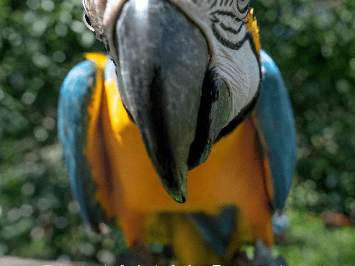 blue and gold macaw pet