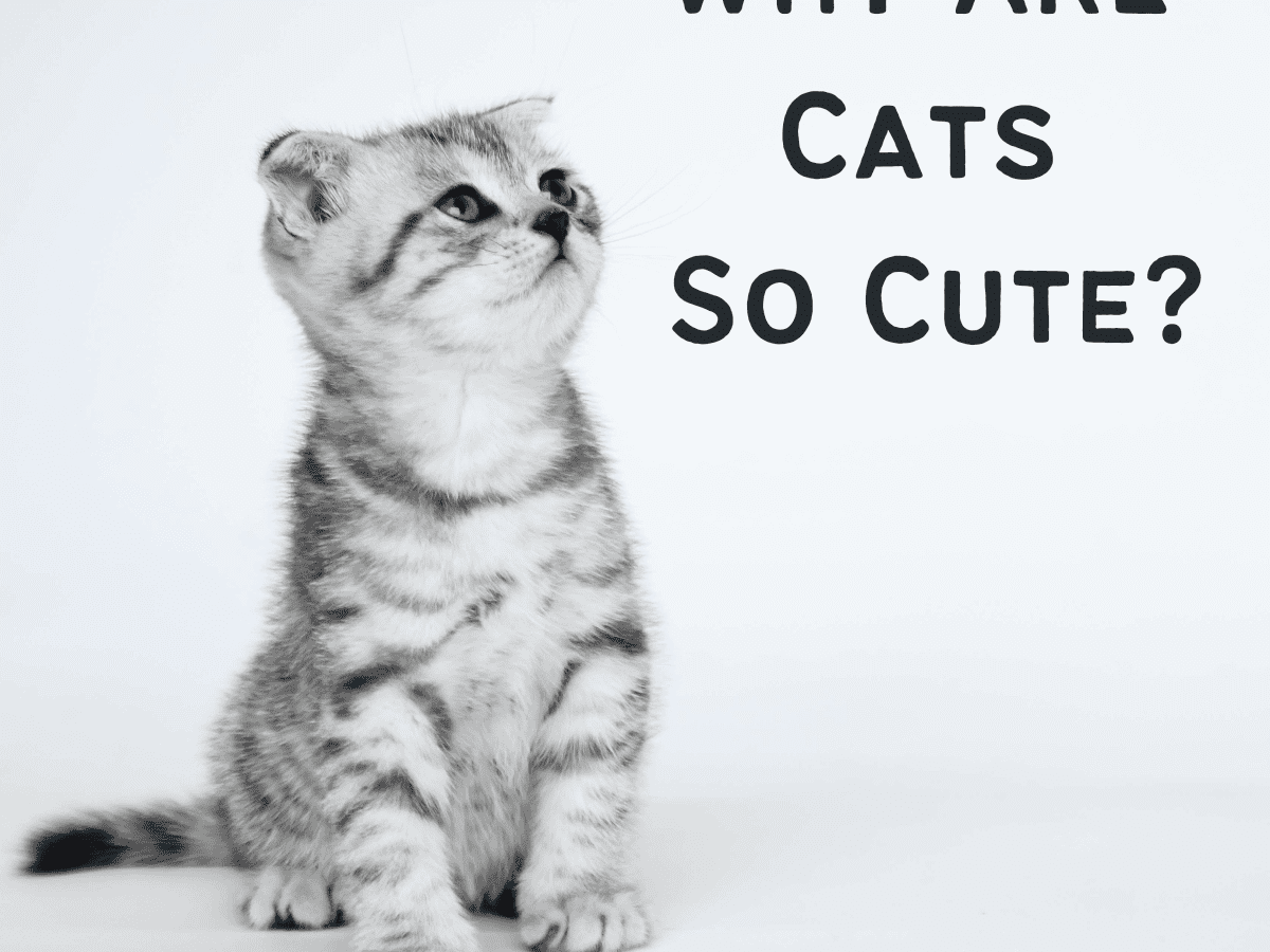 10 Logical Reasons Why Cats Are Cute (With Pictures) - PetHelpful
