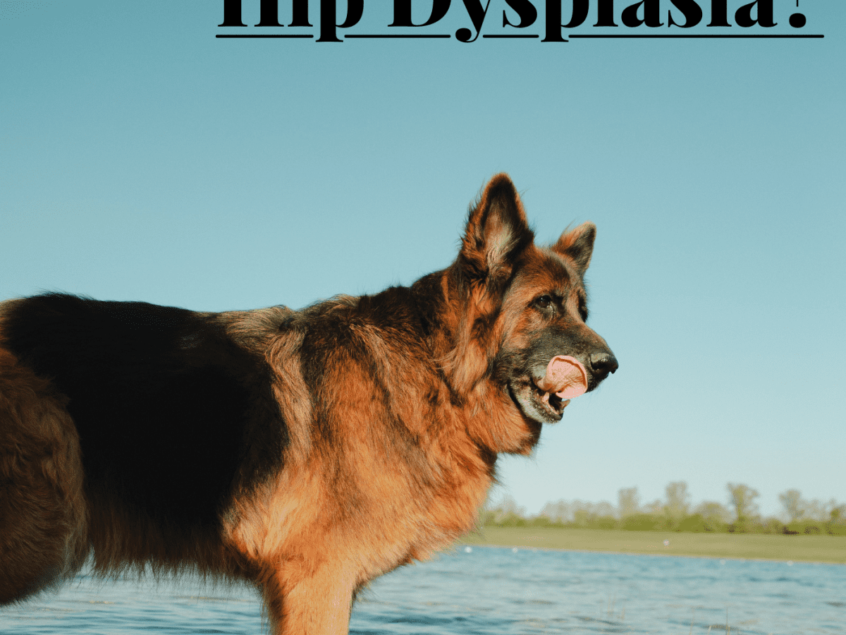 what can you give a german shepherd for hip pain