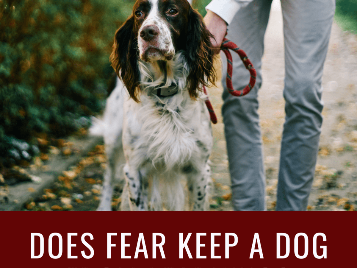 Does Fear Inhibit Learning in Dogs? - PetHelpful