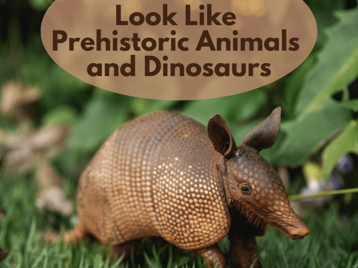 15 Pets You Can Own That Look Like Dinosaurs and Prehistoric Animals -  PetHelpful