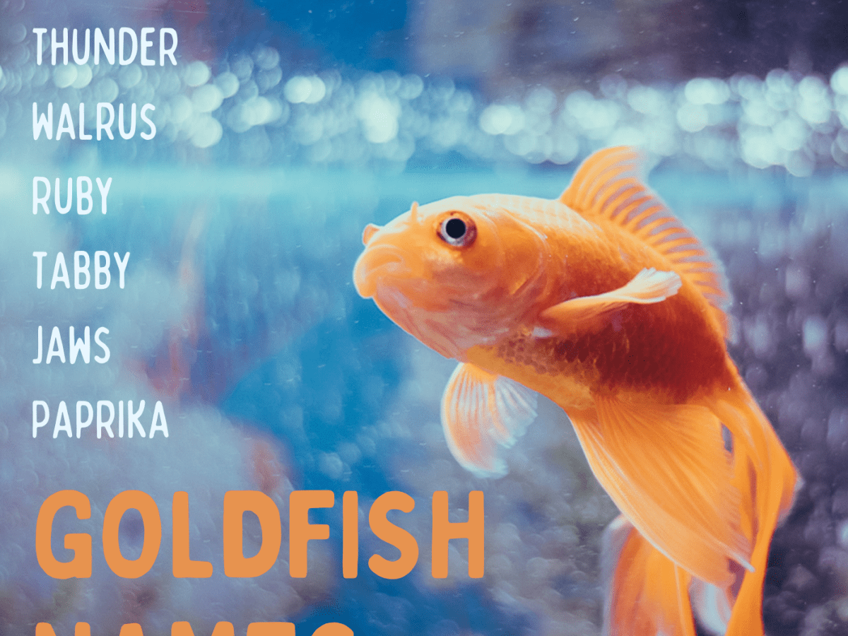 Featured image of post Steps to Prepare Orange And White Striped Fish Name