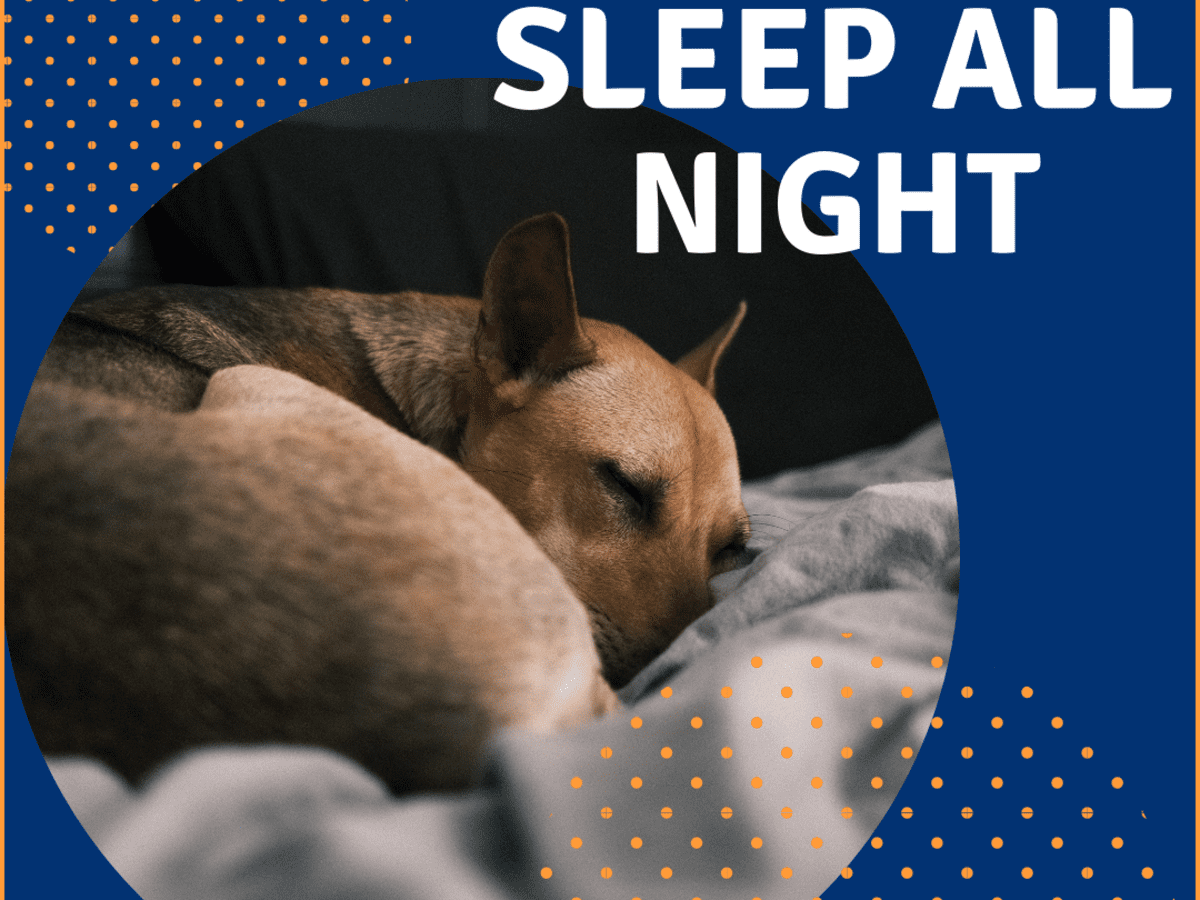 10 Tips To Help Your Dog Or Puppy Sleep Through The Night Pethelpful