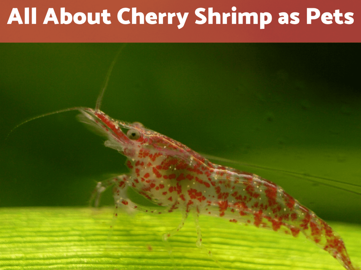 løbetur Kemiker Indtil nu Keeping Freshwater Cherry Red Shrimp as Pets - PetHelpful