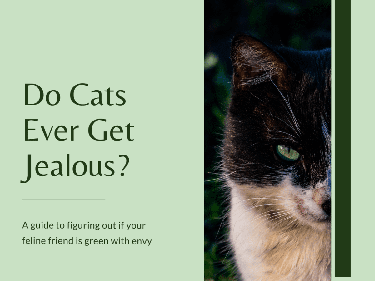 Can Cats Be Jealous How To Identify Jealous Behavior In Cats Pethelpful