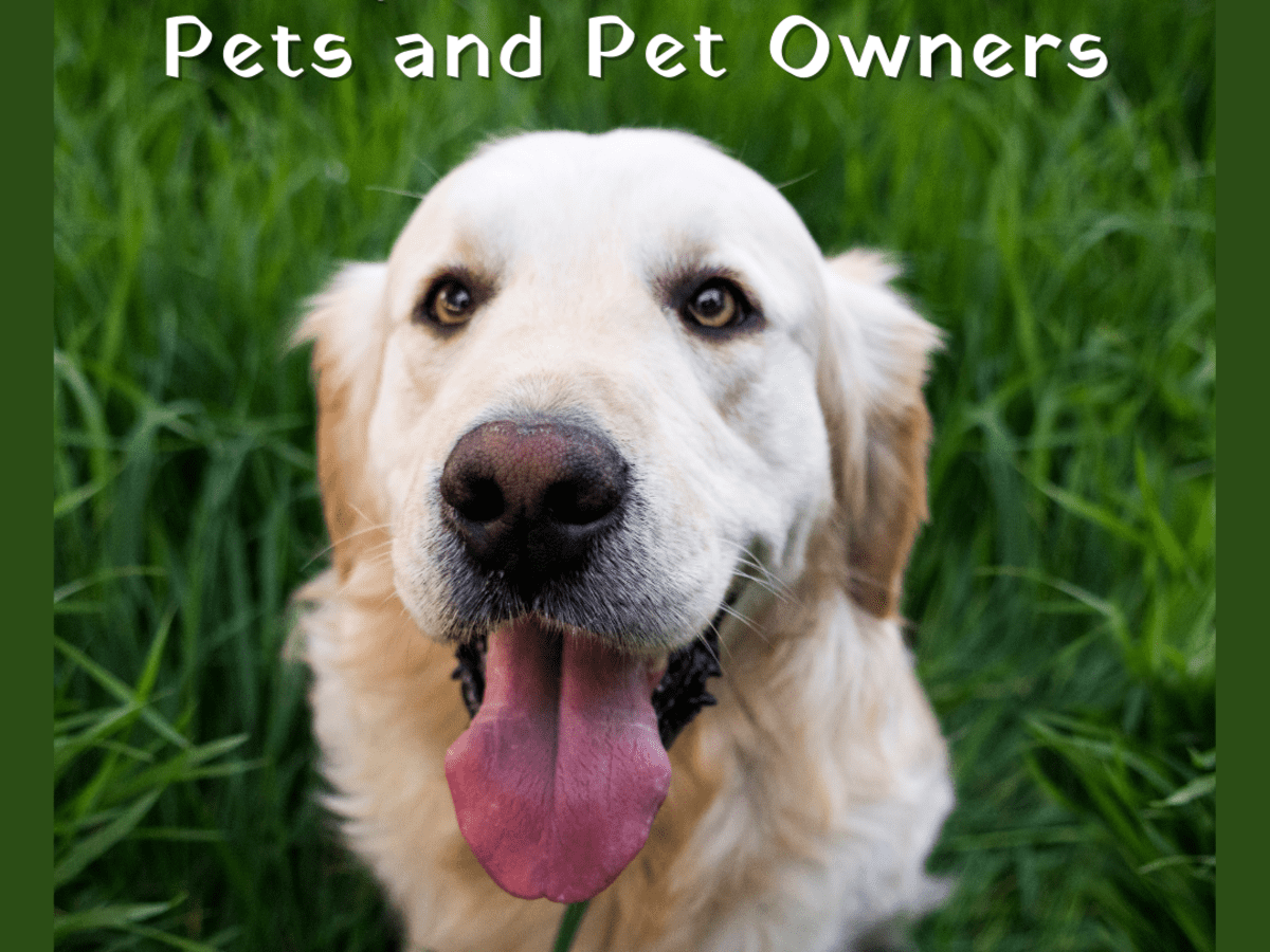 6 Awesome Gift Ideas For Pets And Pet Lovers Pethelpful