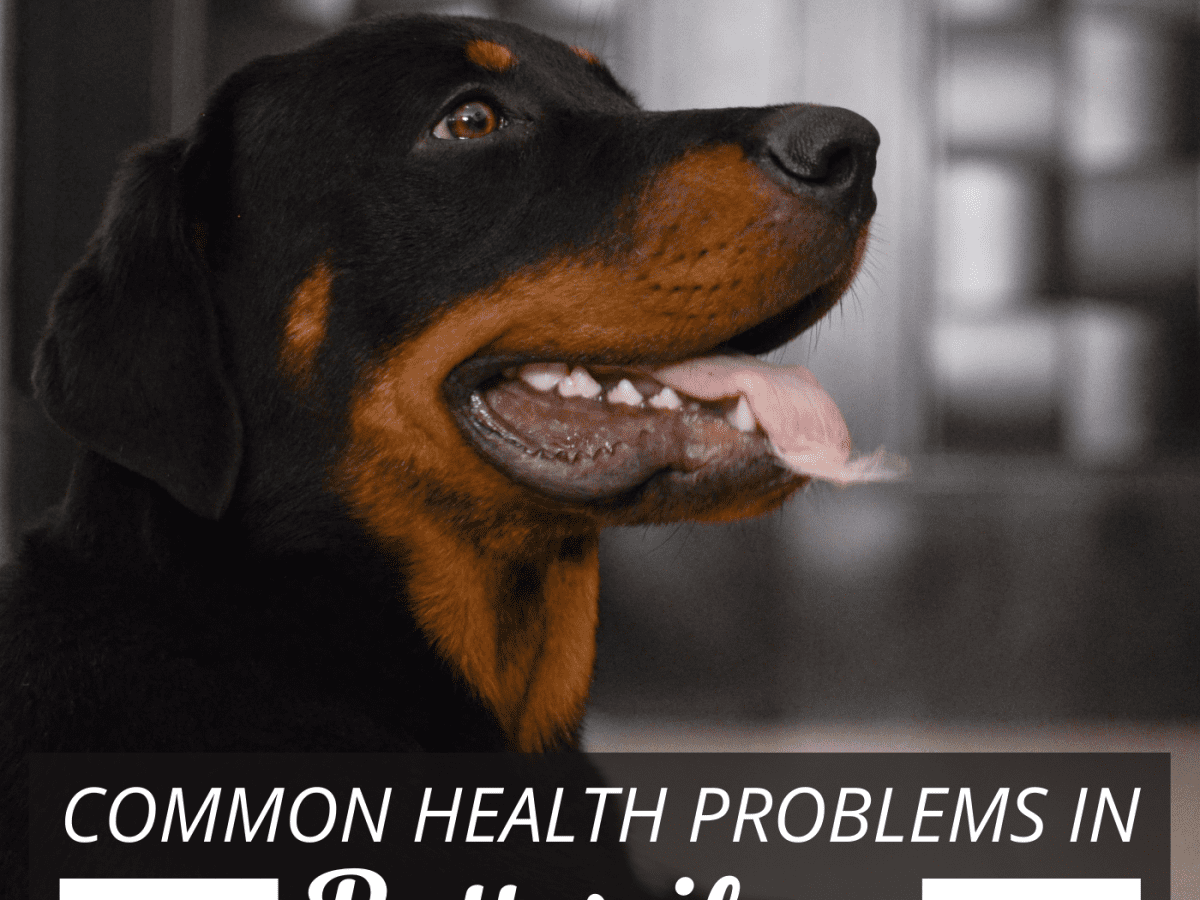 are rottweilers at incresed risk for thyroid crisis