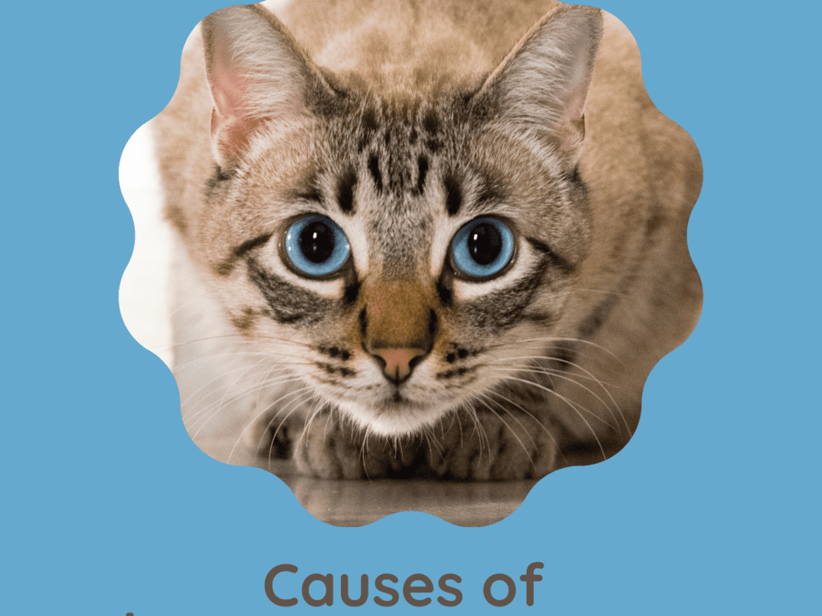 forord juni Stjerne The Causes of Aggressive Behavior in Cats - PetHelpful