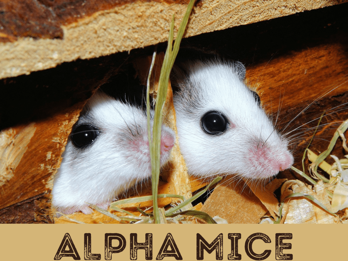 Alpha Mouse: How to Tell if Your Mice Are Fighting or Playing - PetHelpful