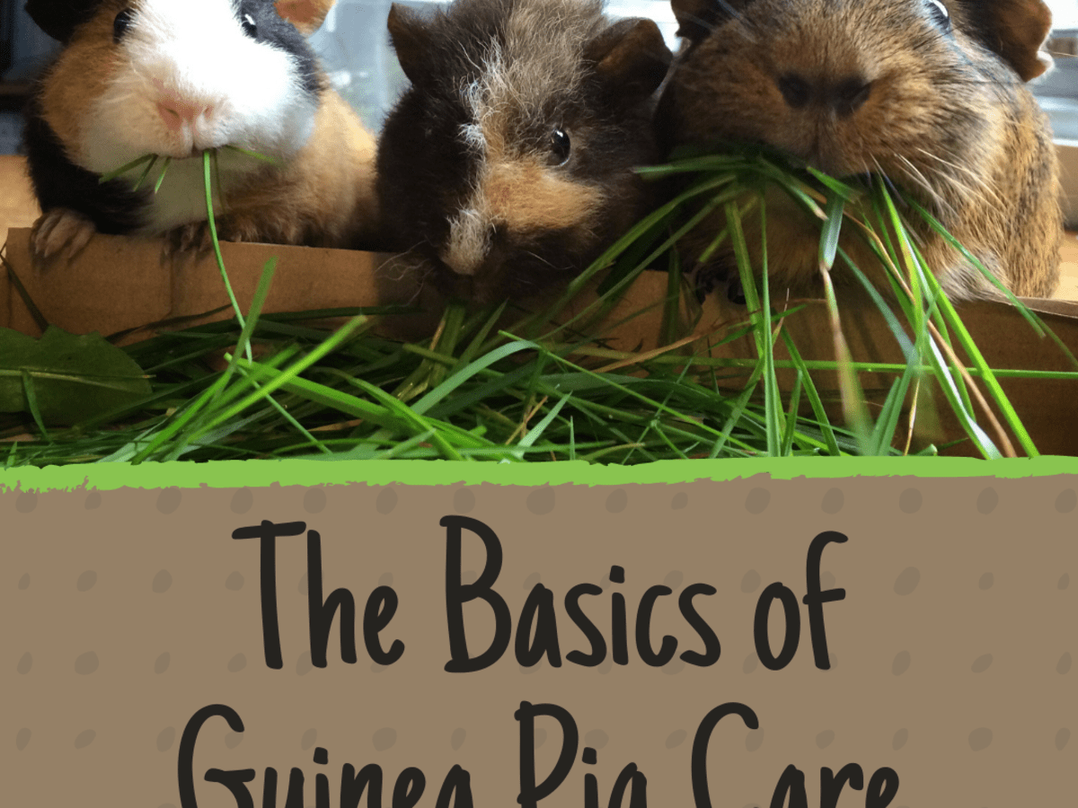 guinea pig essentials