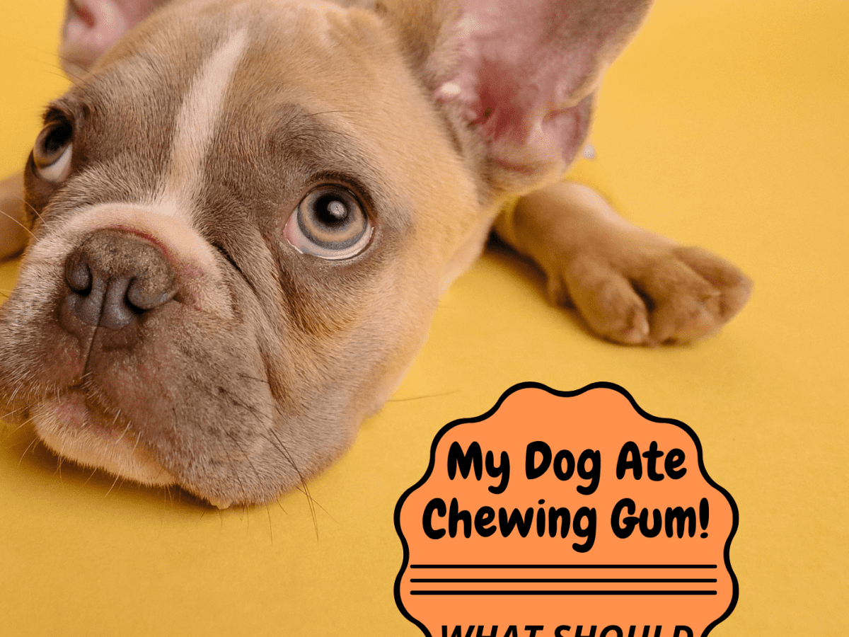 what does chewing do for dogs