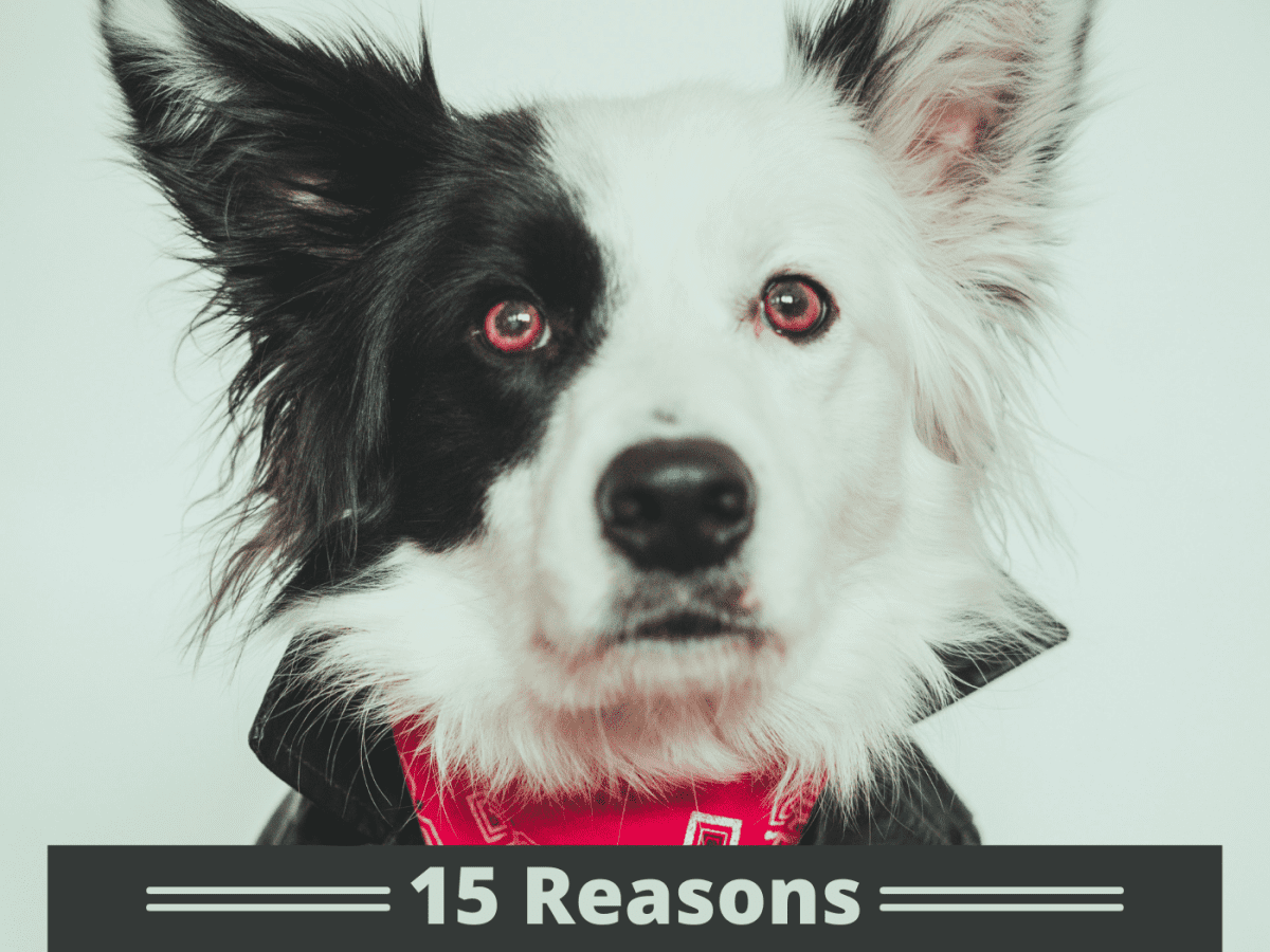 The Top 15 Reasons Not To Get A Dog Pethelpful