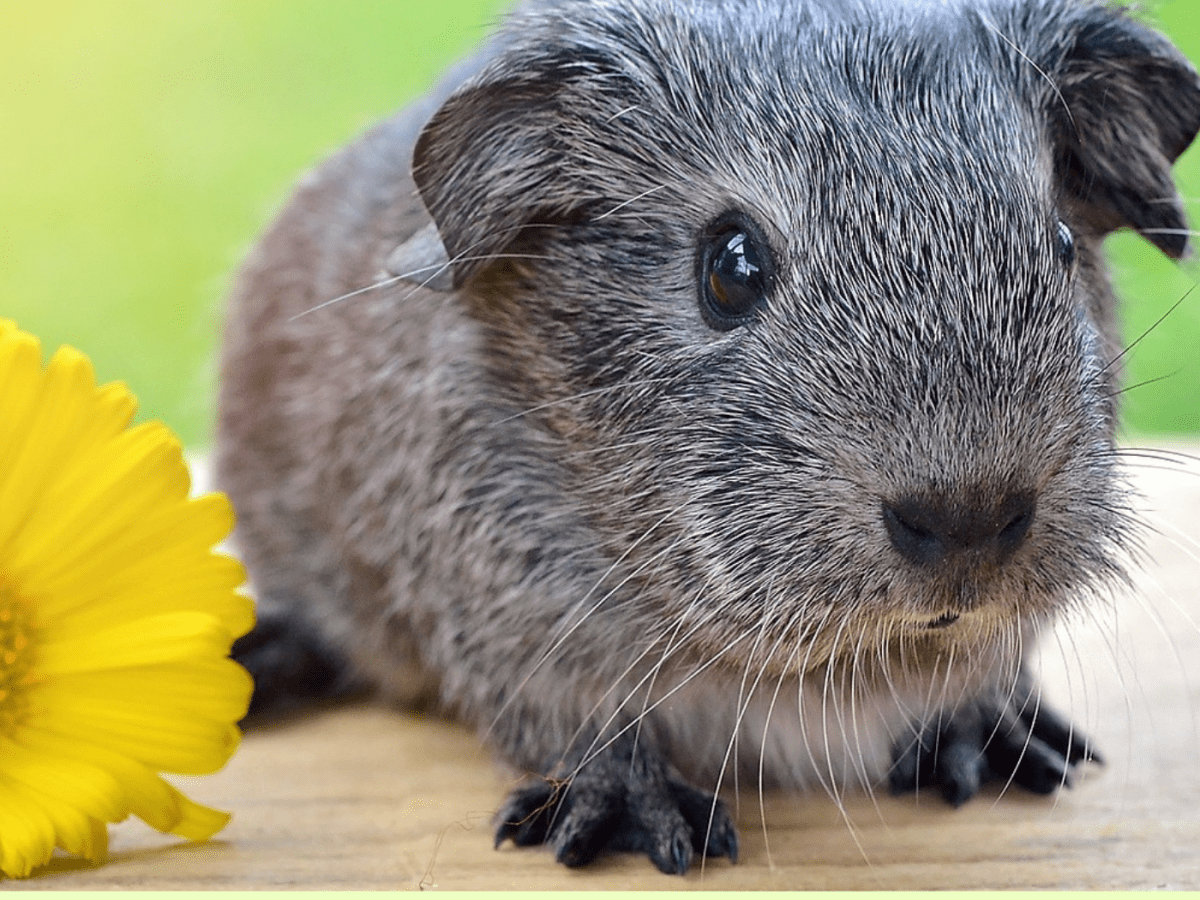 150 Cute Guinea Pig Names Colour Names Pair Names And More Pethelpful