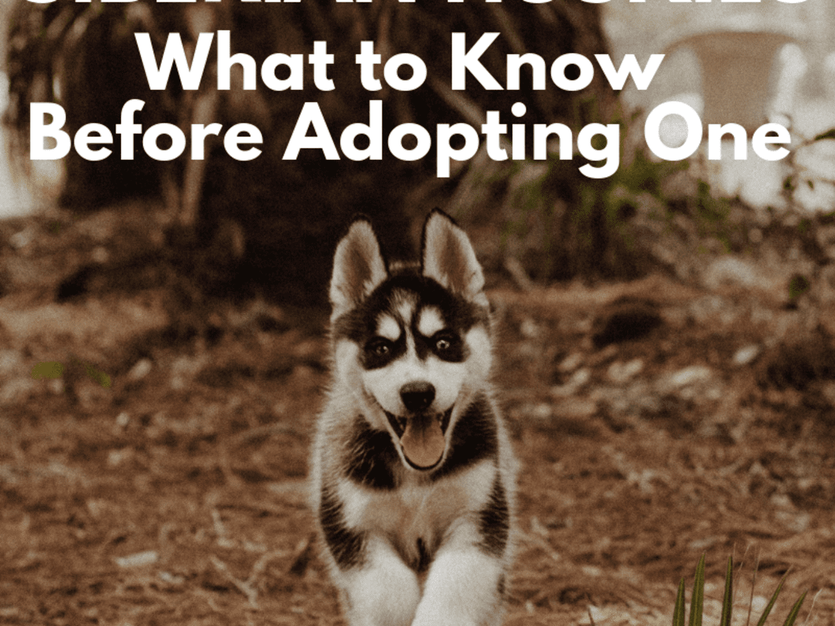 how to adopt husky puppies